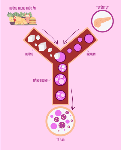 Tại sao bạn bị tiểu đường (đái tháo đường)?