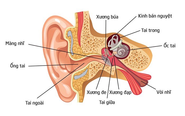 Ileffexime lọ 5ml - Thuốc điều trị viêm tai, nhiễm trùng tai