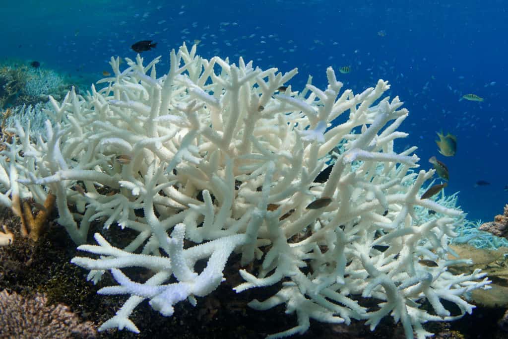 Coral Calcium