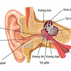 Ginkgo Forte - Không còn nỗi lo tai biến mạch máu não!