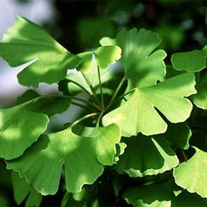 Hoạt Huyết T-Đình chứa Ginkgo biloba