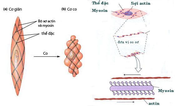 Spasmaverine Hộp 60 Viên - Điều Trị Đau Do Co Thắt