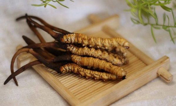  Drlife Cordyceps - Viên uống đông trùng hạ thảo