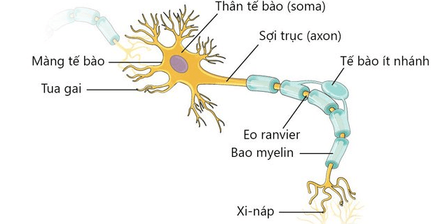 thần kinh ngoại biên