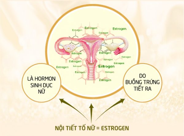 E Fem hộp 60 viên - Cân bằng nội tiết tố nữ