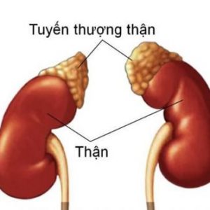 vỏ thượng thận