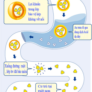 Probiotic Biolactomin Gold Hộp 30 gói - Cân bằng hệ tiêu hóa